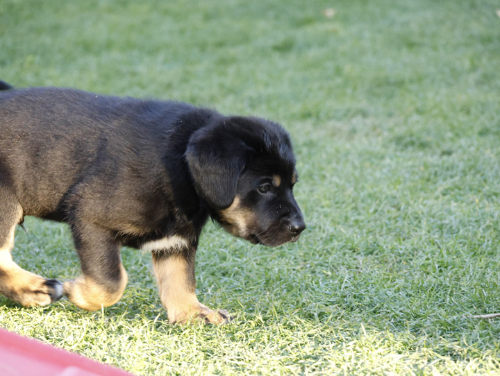 chinook dog